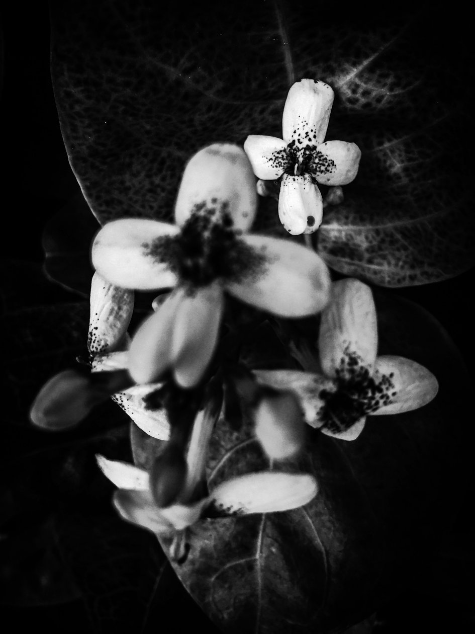 Fleur nº 49 (photo) - Guilherme Pontes