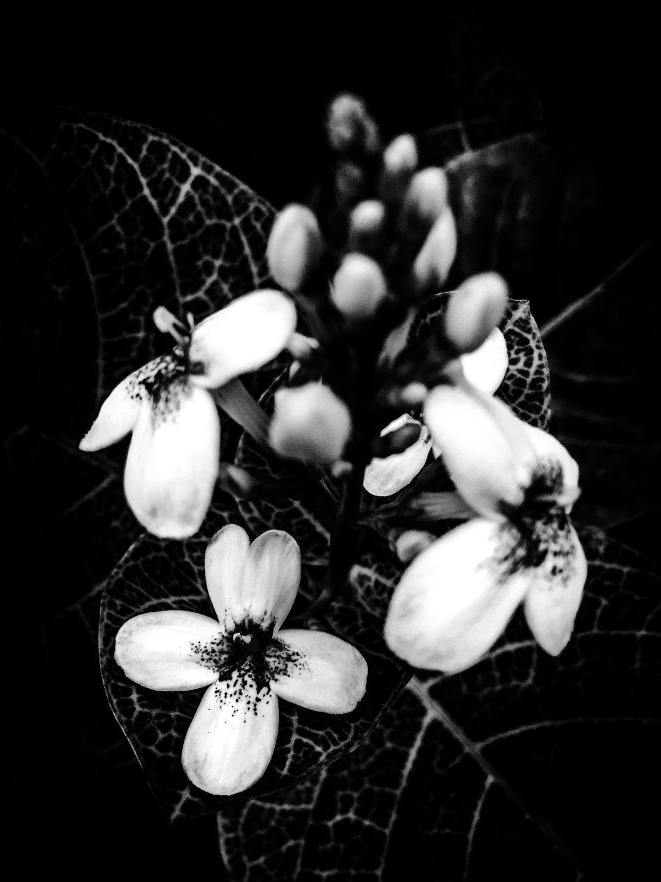 Fleur nº 50 (photo) - Guilherme Pontes
