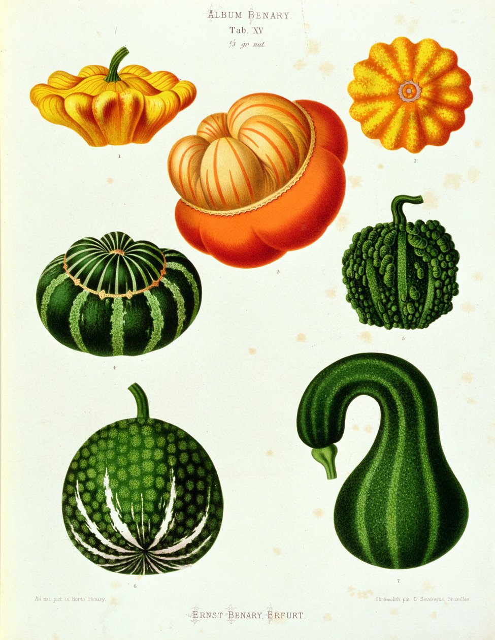 Courges : de l