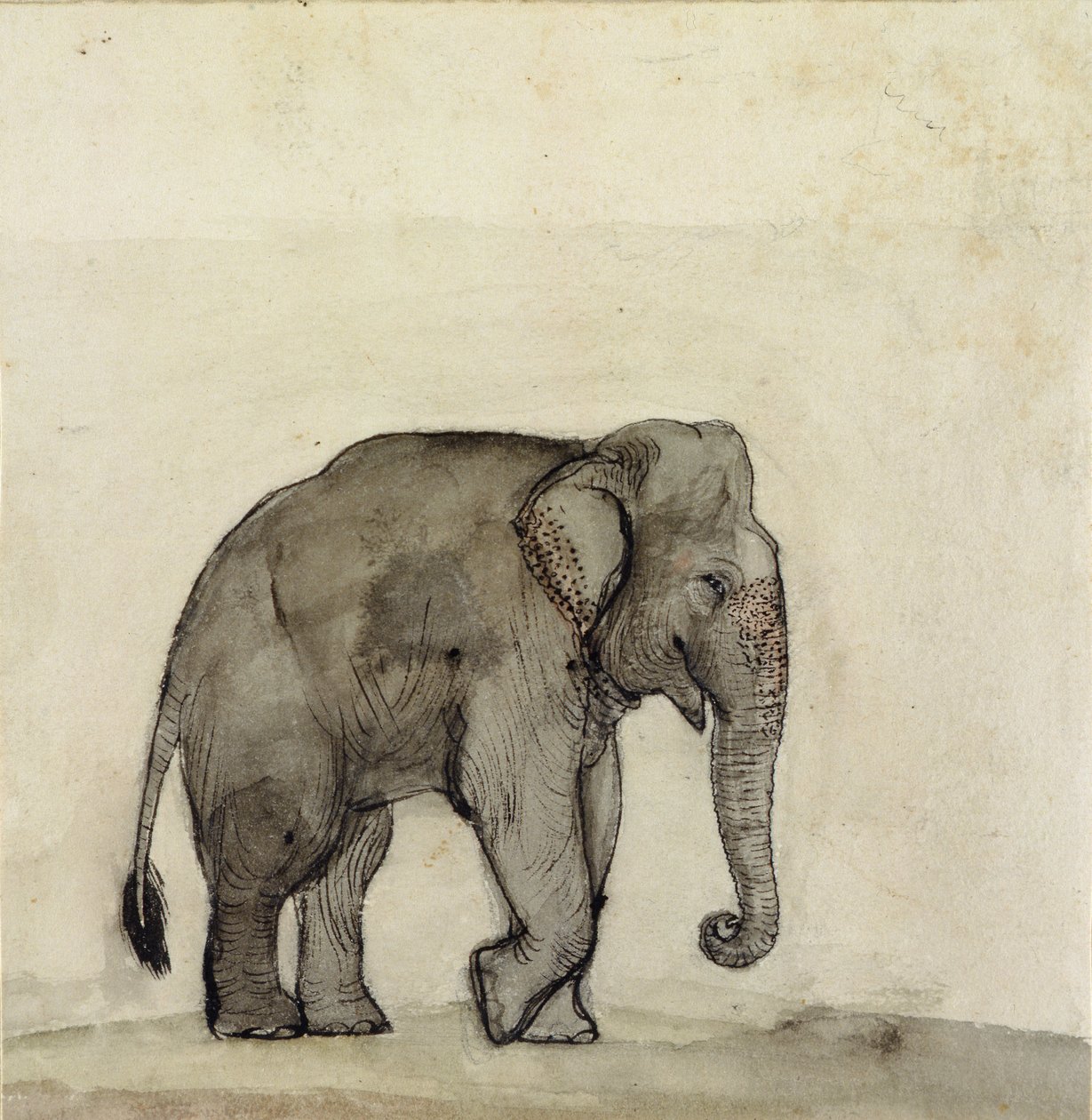 Éléphant, vers 1790 - Gungaram Tambat