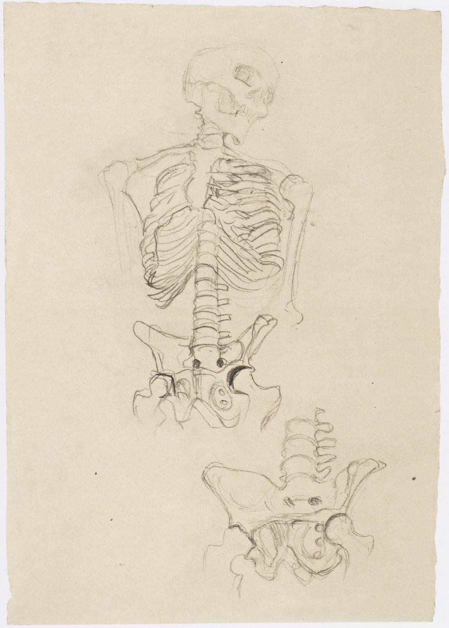 Deux études de squelettes, la supérieure avec la tête vers la droite - Gustav Klimt