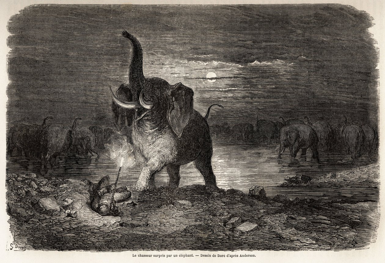 Le chasseur surpris par un éléphant, près du lac Ngami (Botswana), dessin de Gustave Doré (1832-1883), pour illustrer les aventures et chasses de Charles Jean Anderson en Afrique australe. Gravure dans « Le tour du monde, nouveau journal des voyages » Pari - Gustave Dore