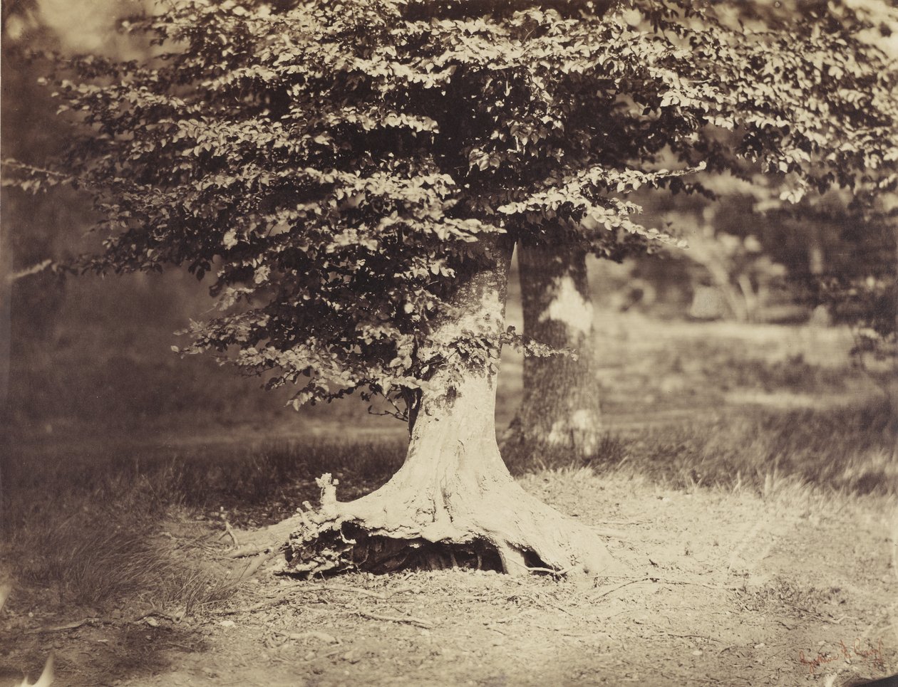 Le hêtre, vers 1855-7 - Gustave Le Gray