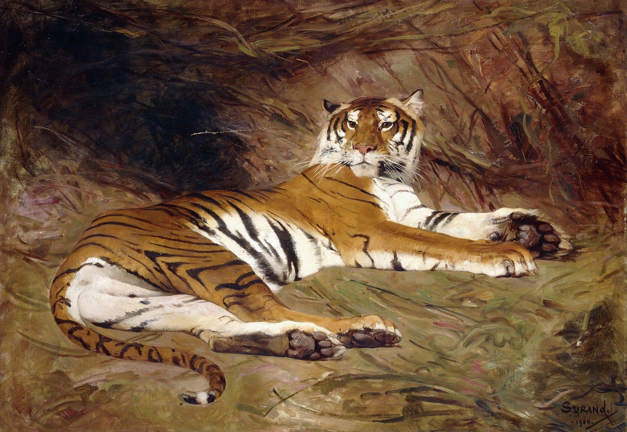 Un tigre allongé - Gustave Surand