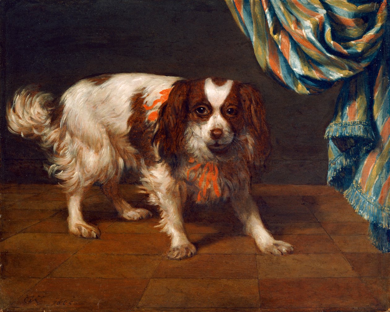 Un épagneul King Charles - Gysbert van de Kuyl