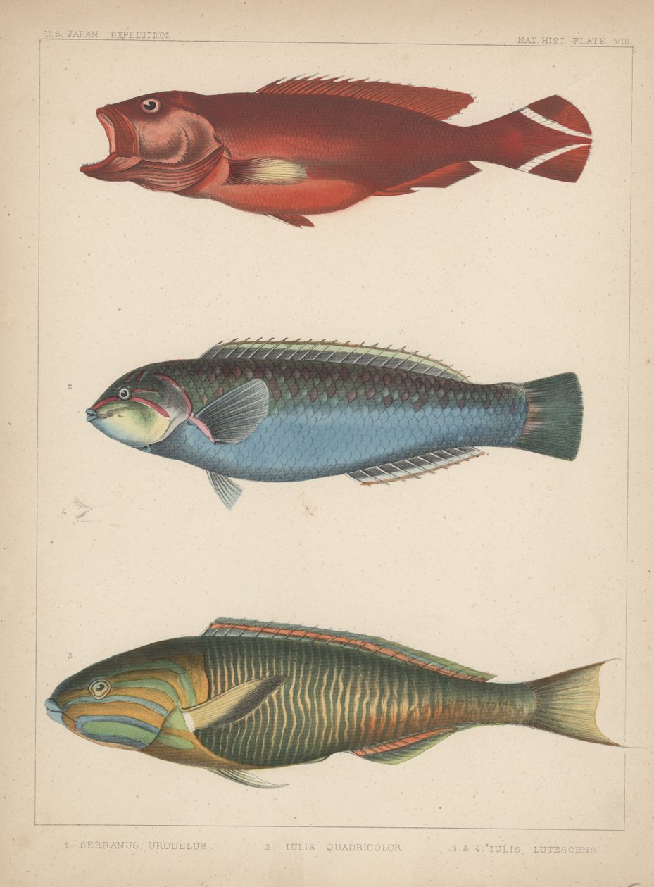 1. Serranus Urodelus, 2. Julis Quadricolor, 3. Julis Lutescens, 1855 - H. Patterson