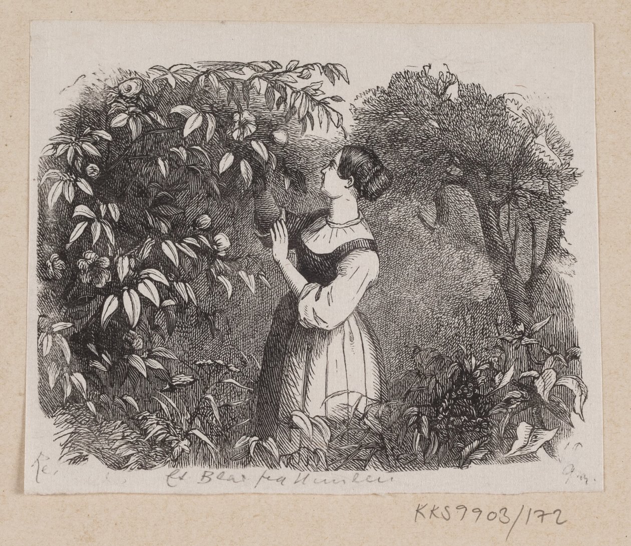 Illustration de "Une feuille du ciel" dans H.C. Andersen, "Contes et histoires", Tome 2 - H.P. Hansen