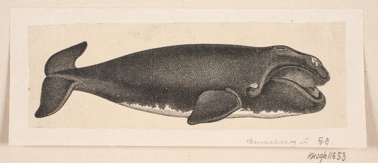 Une baleine - H. C. Henneberg