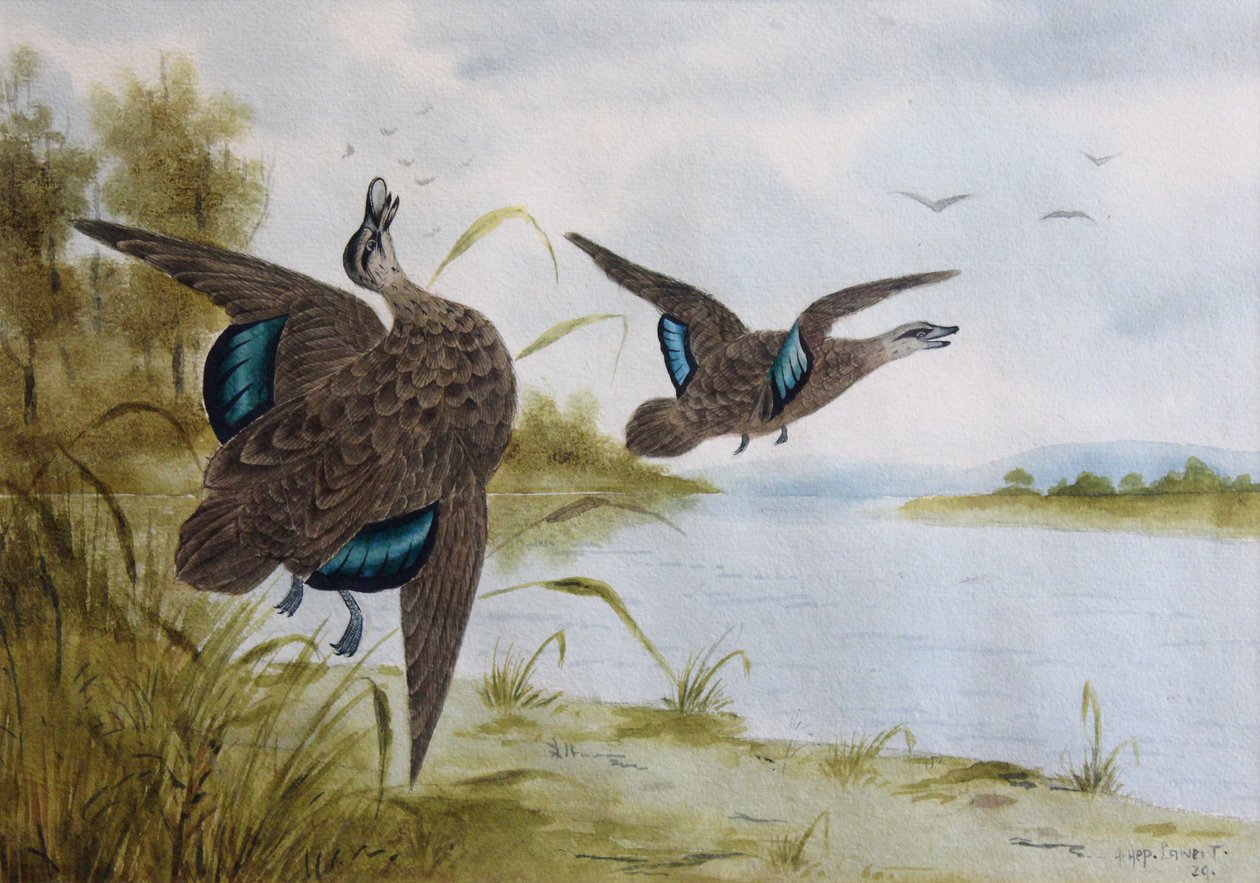 Canards noirs du Pacifique - H. H. Calvert