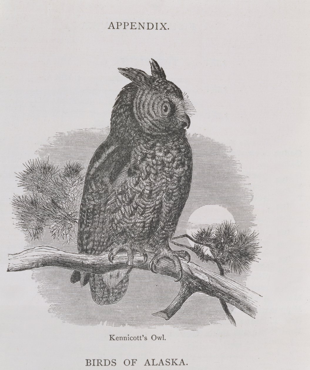 Chouette de Kennicott, de Alaska and its Resources, par William H. Dall, gravée par H. H. Nicholls, pub. 1870 - H. W., Elliot