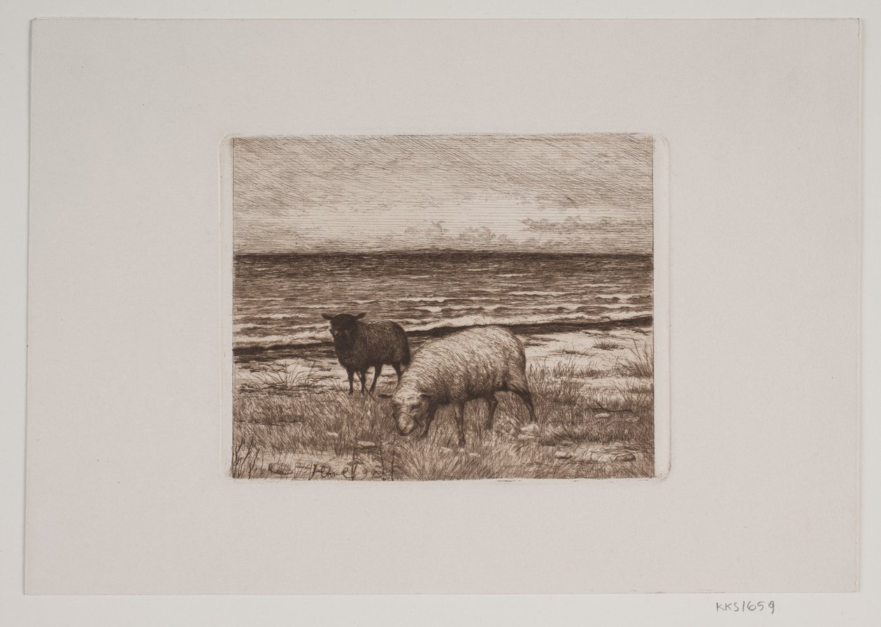 Moutons sur le rivage - Hans Christian Gether Caspersen