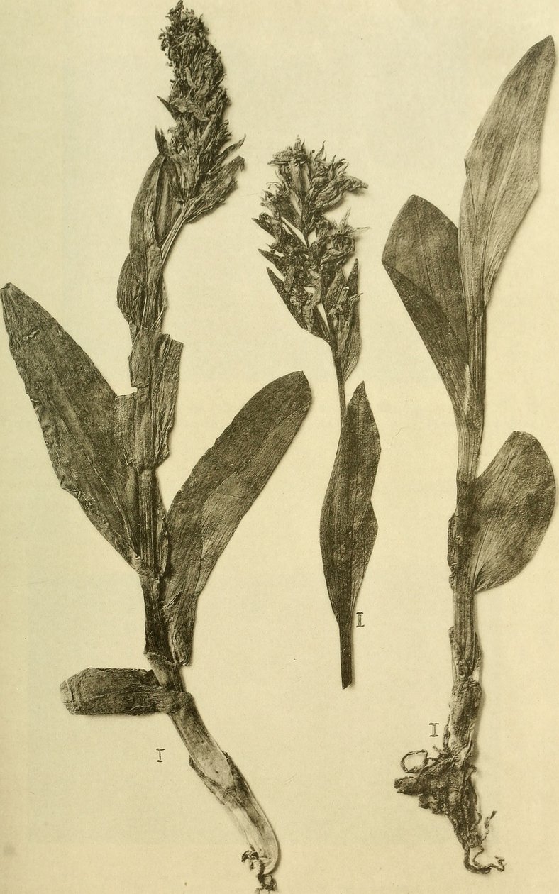 Annales du Musée royal d