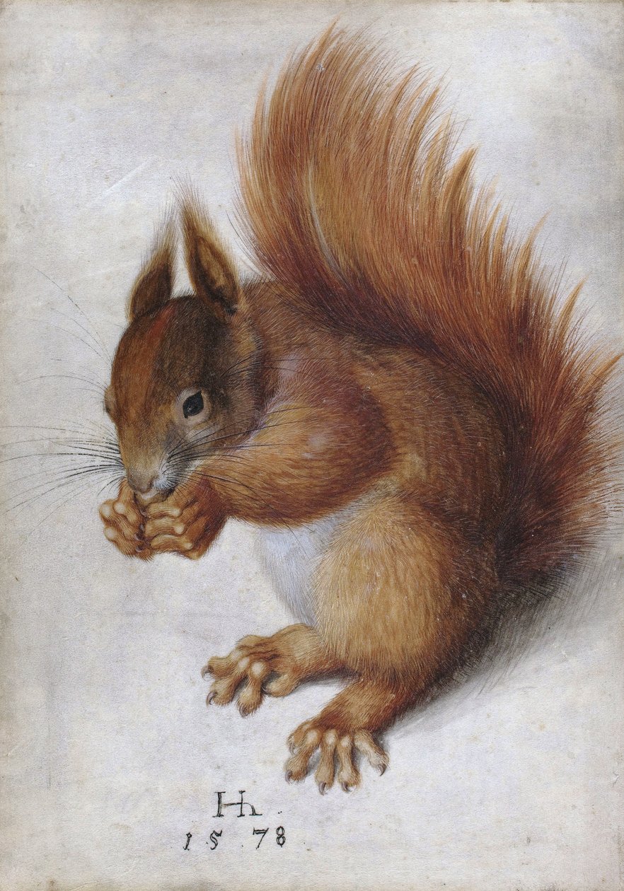 Écureuil rouge - Hans Hoffmann