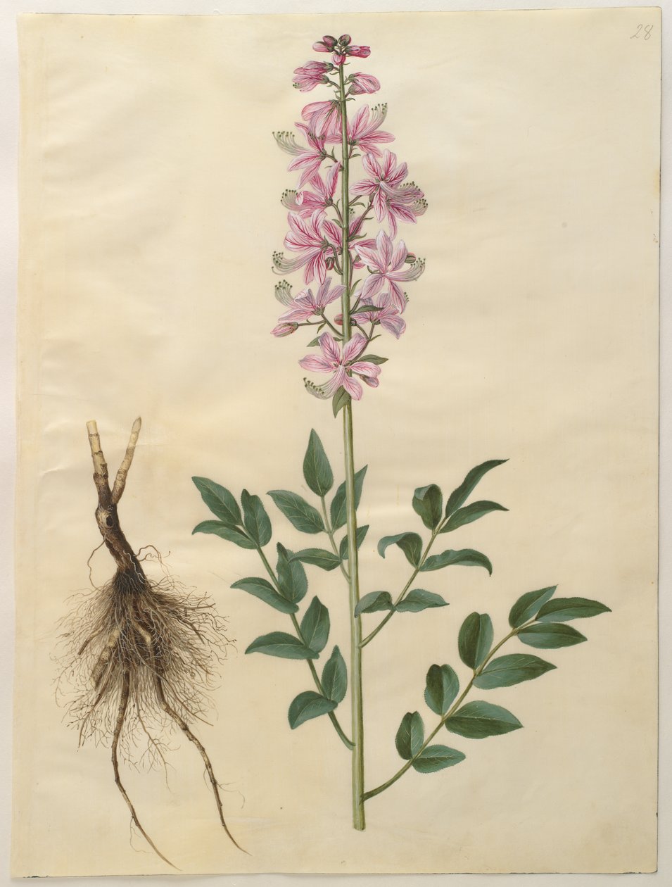 Dictamnus albus de l