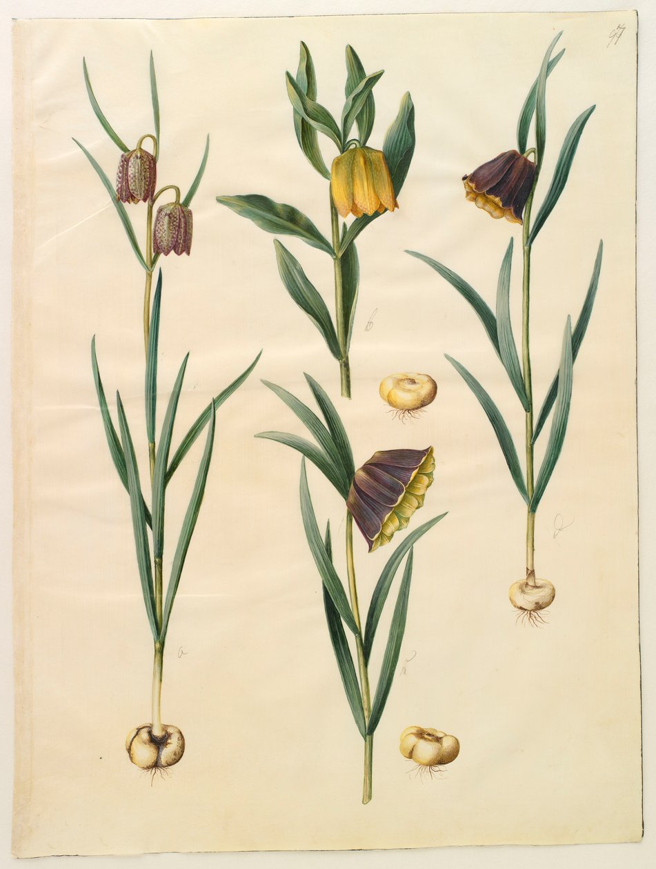Fritilleria meleagris de l