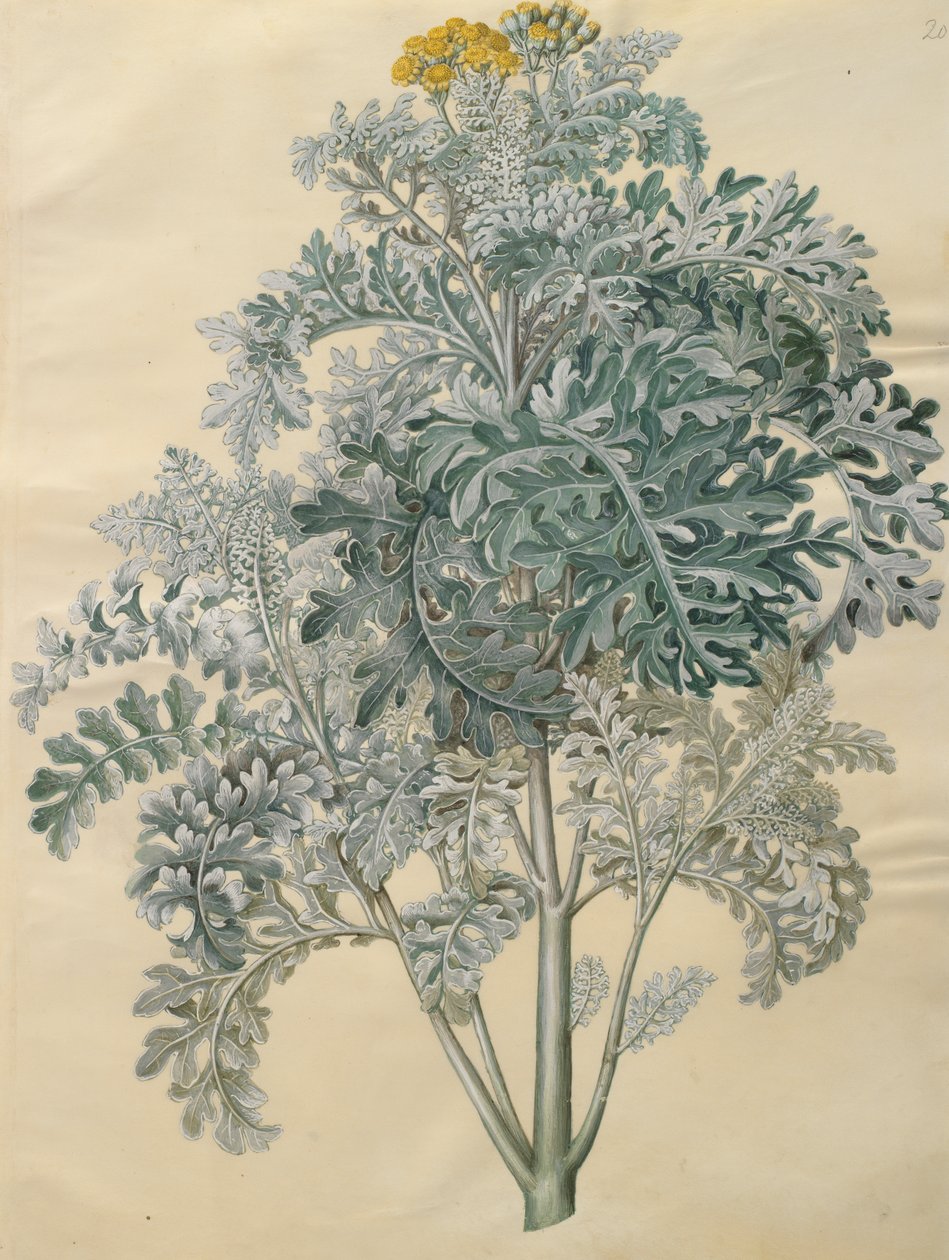 Jacobaea maritima de l
