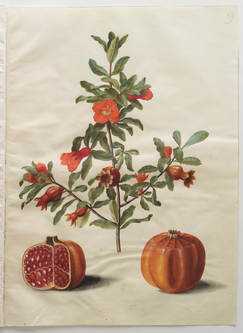 Punica granatum de l