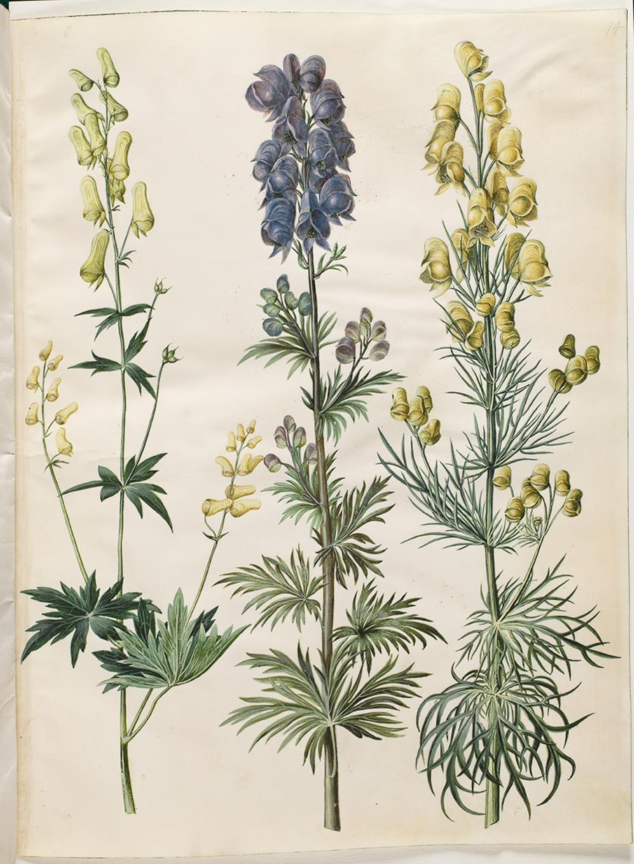 Aconitum lycoctonum (aconit du nord); Aconitum napellus (aconit napel); Aconitum anthora (aconit anthore) - Hans Simon Holtzbecker