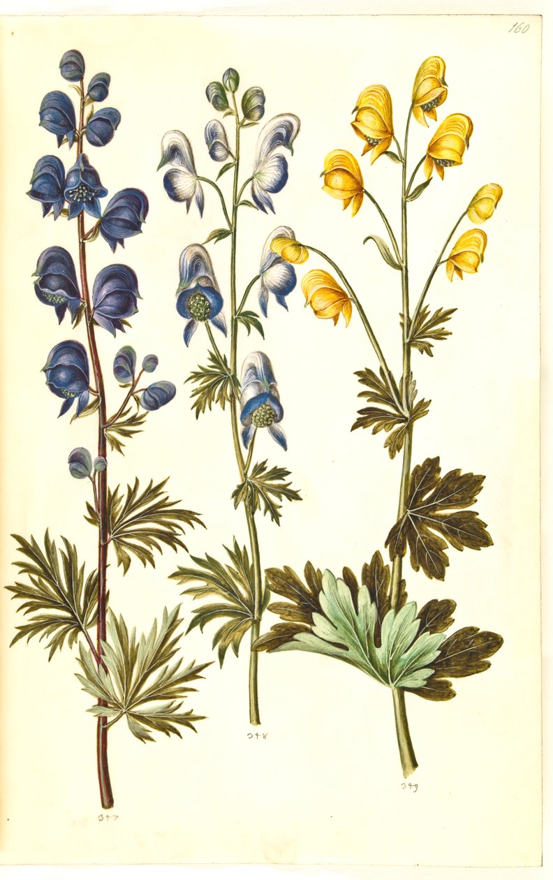 Aconitum napellus (?) (aconit); Aconitum variegatum, peut-être Aconitum ×cammarum (?) (aconit panaché, peut-être aconit de jardin); Aconitum anthora (aconit à feuilles fines) - Hans Simon Holtzbecker