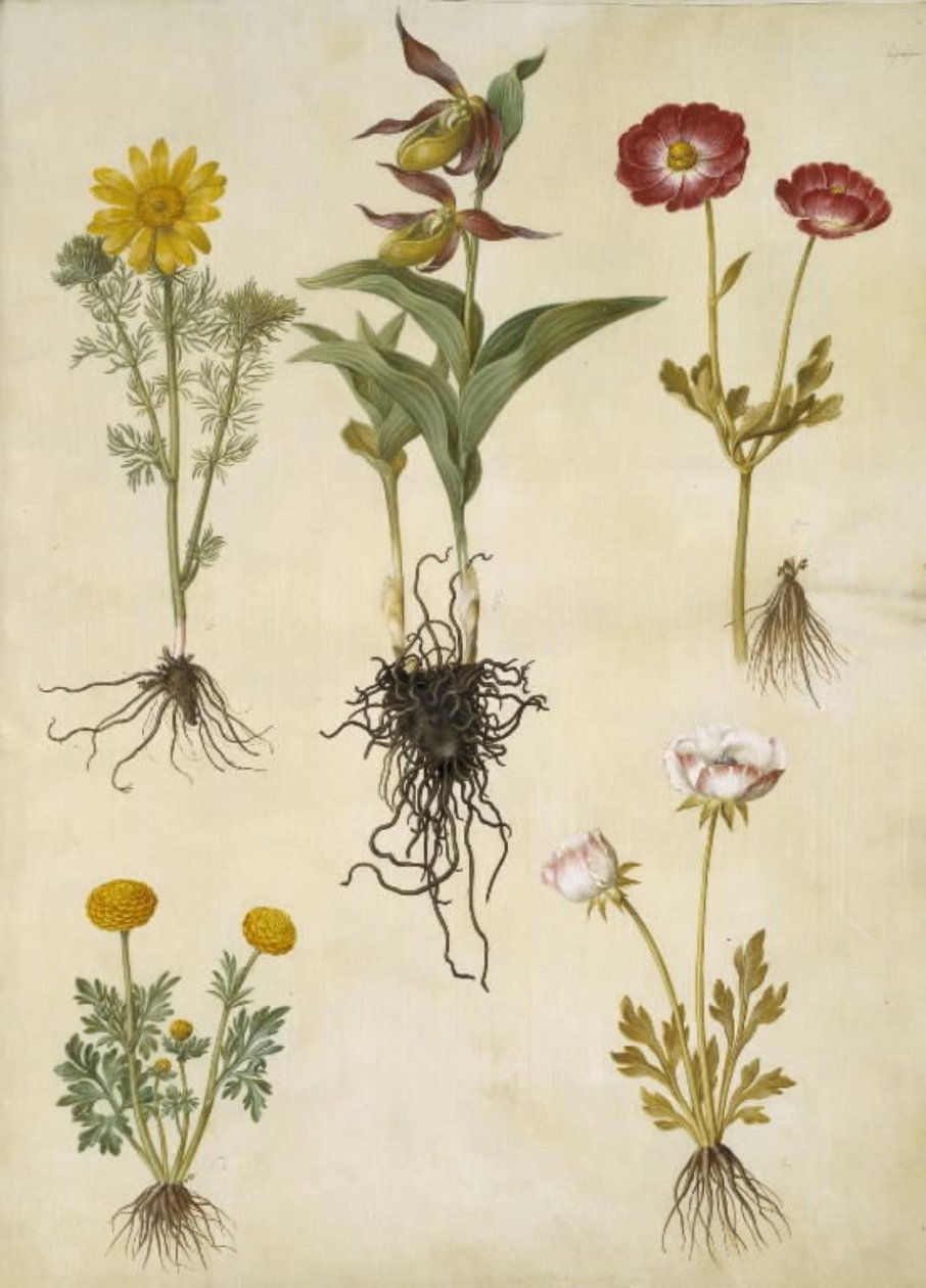 Adonis vernalis; Cypripedium calceolus; Ranunculus asiaticus; Ranunculus - Hans Simon Holtzbecker