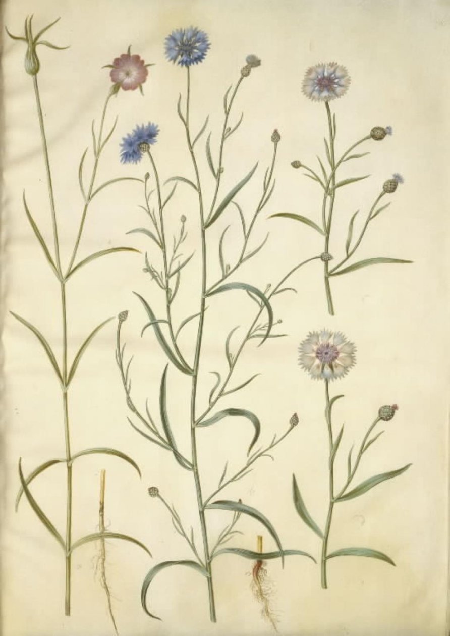 Agrostemma githago (clinopode commun); Centaurea cyanus (bleuet) - Hans Simon Holtzbecker