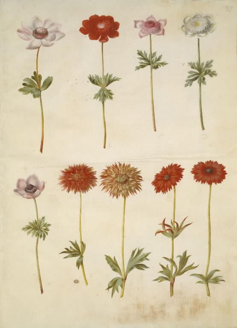 Anémone couronnée; Anémone ×fulgens - Hans Simon Holtzbecker