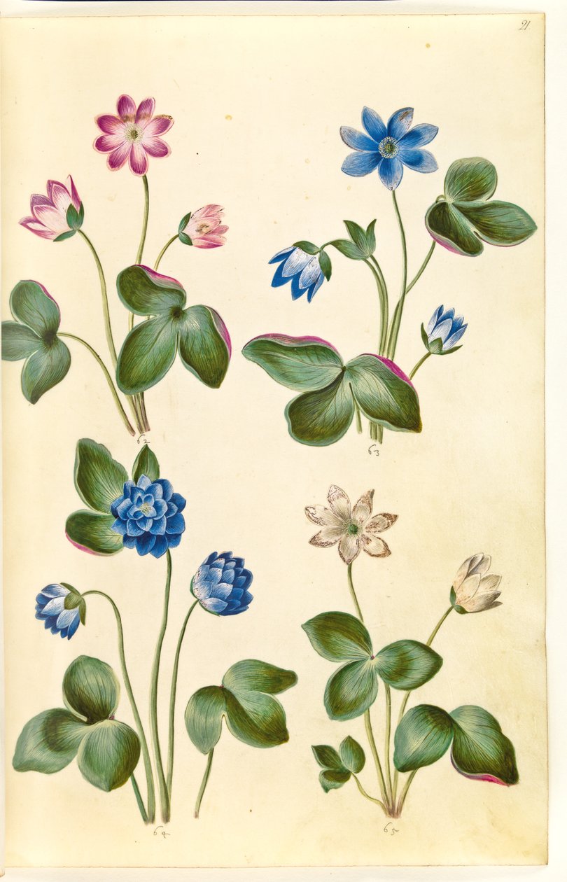 Anémone hépatique (anémone bleue) - Hans Simon Holtzbecker