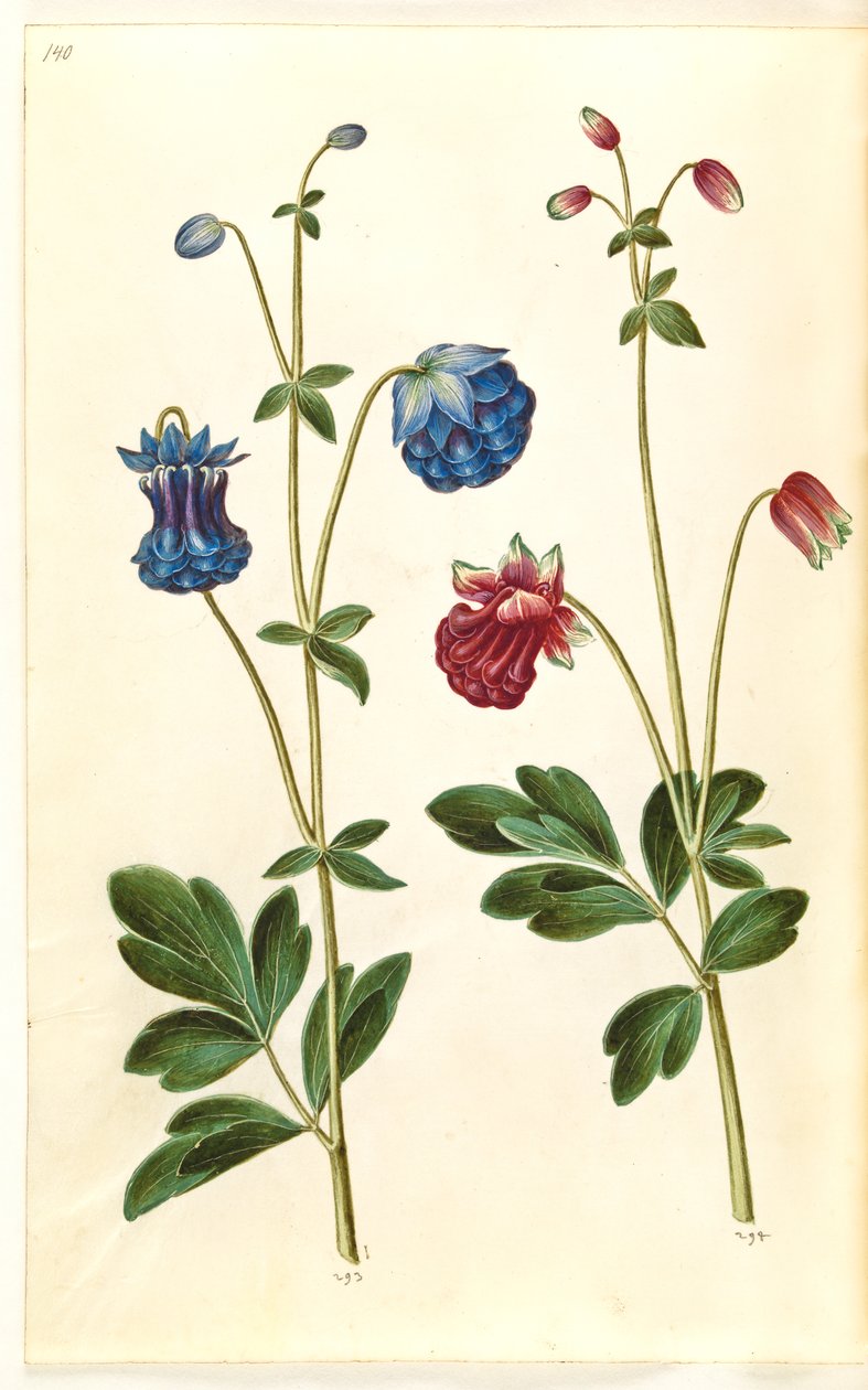 Aquilegia vulgaris (ancolie commune) - Hans Simon Holtzbecker