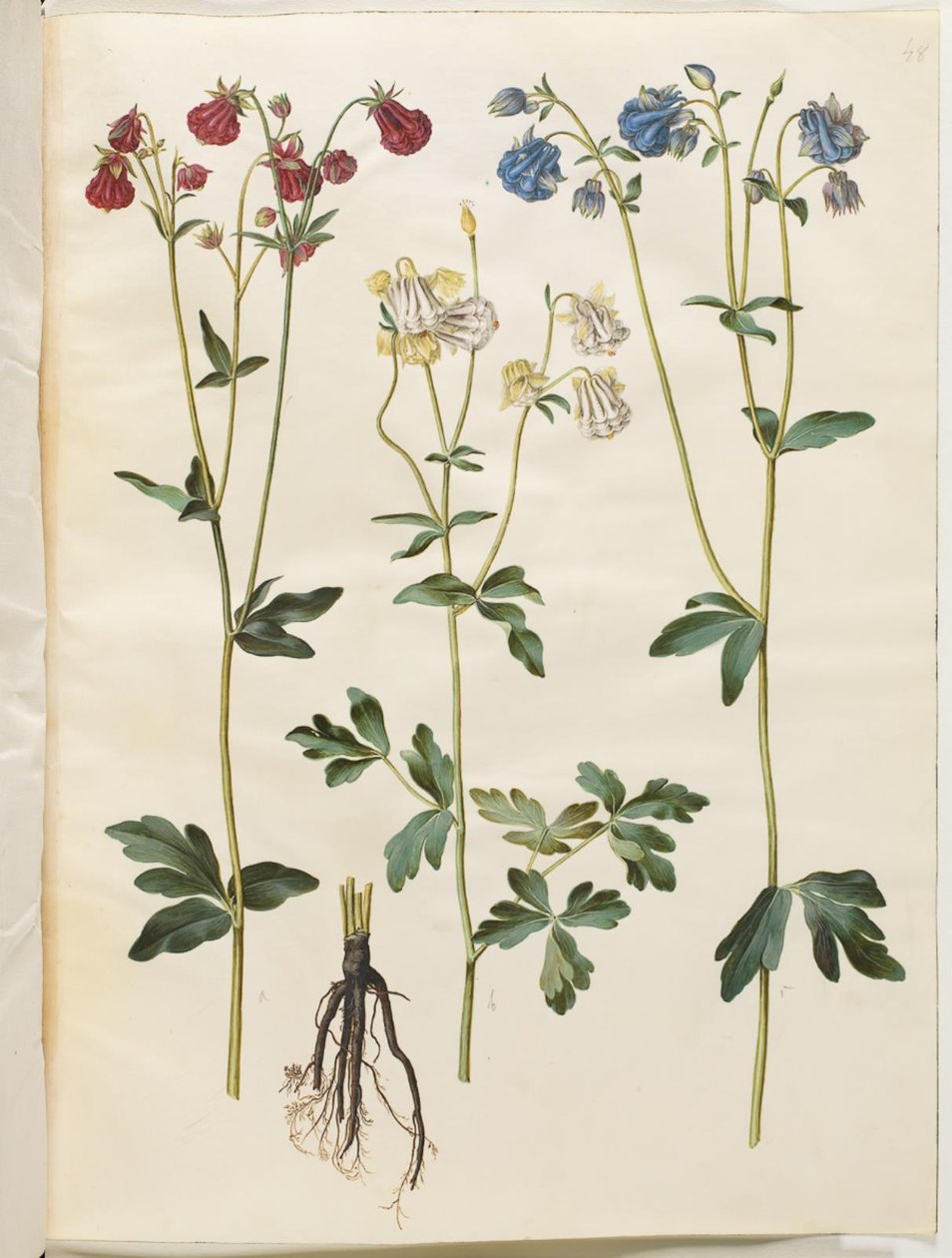 Aquilegia vulgaris (ancolie commune) - Hans Simon Holtzbecker