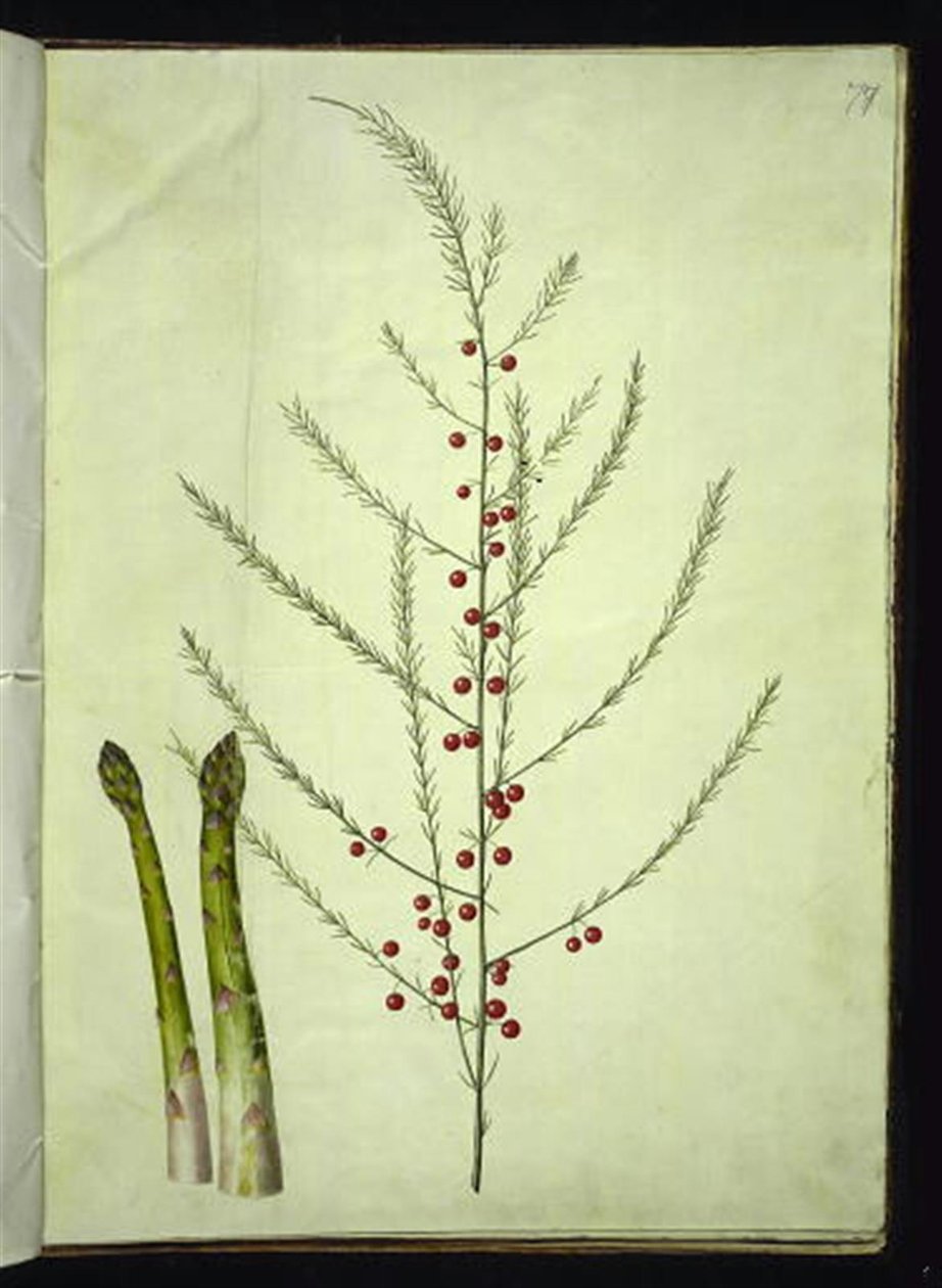 Asperge officinale - Hans Simon Holtzbecker