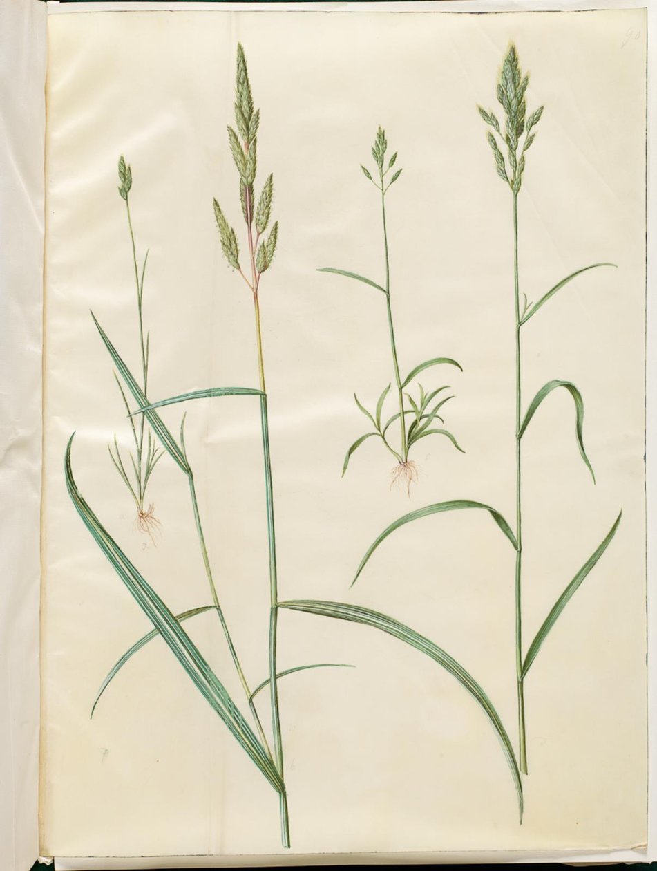 Bromus hordeaceus (orge molle); Phalaris arundinacea (herbe à ruban) - Hans Simon Holtzbecker