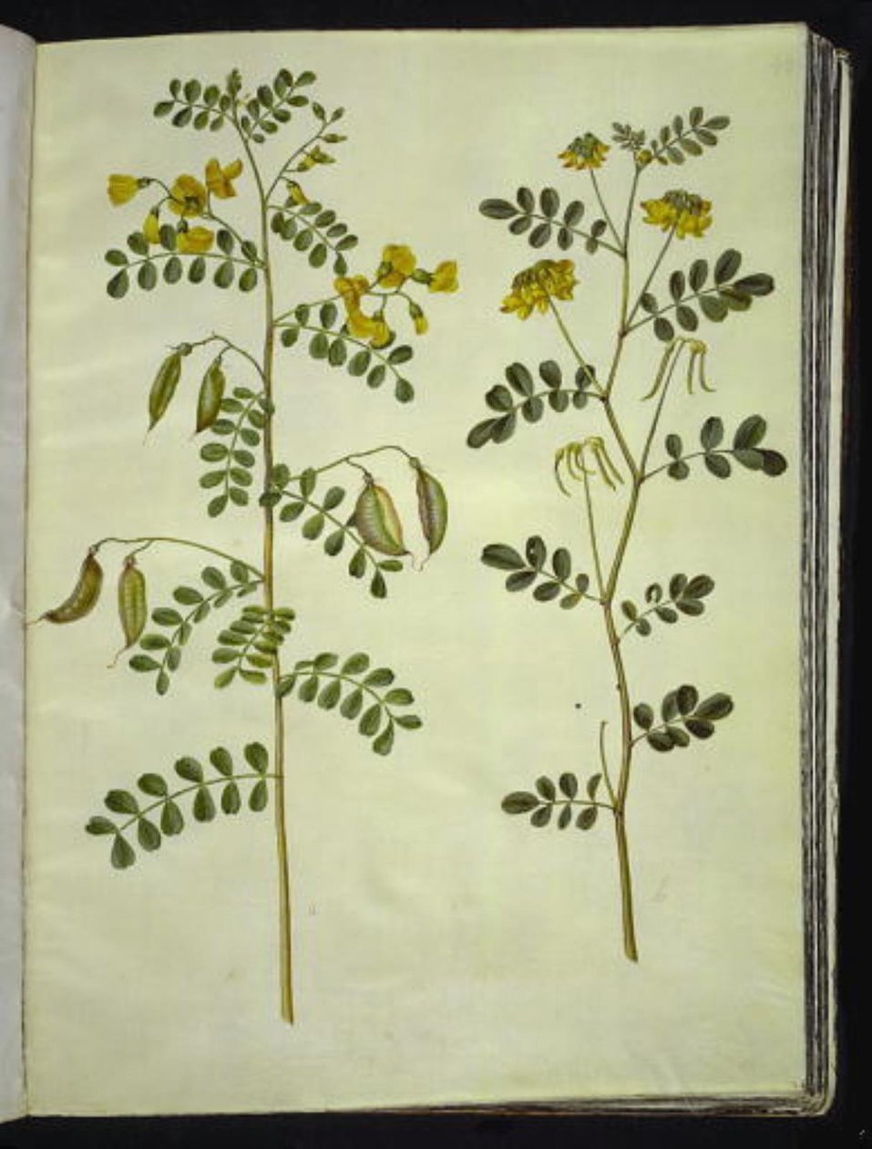 Colutea arborescens (baguenaudier); Hippocrepis emerus (coronille arbrisseau) - Hans Simon Holtzbecker