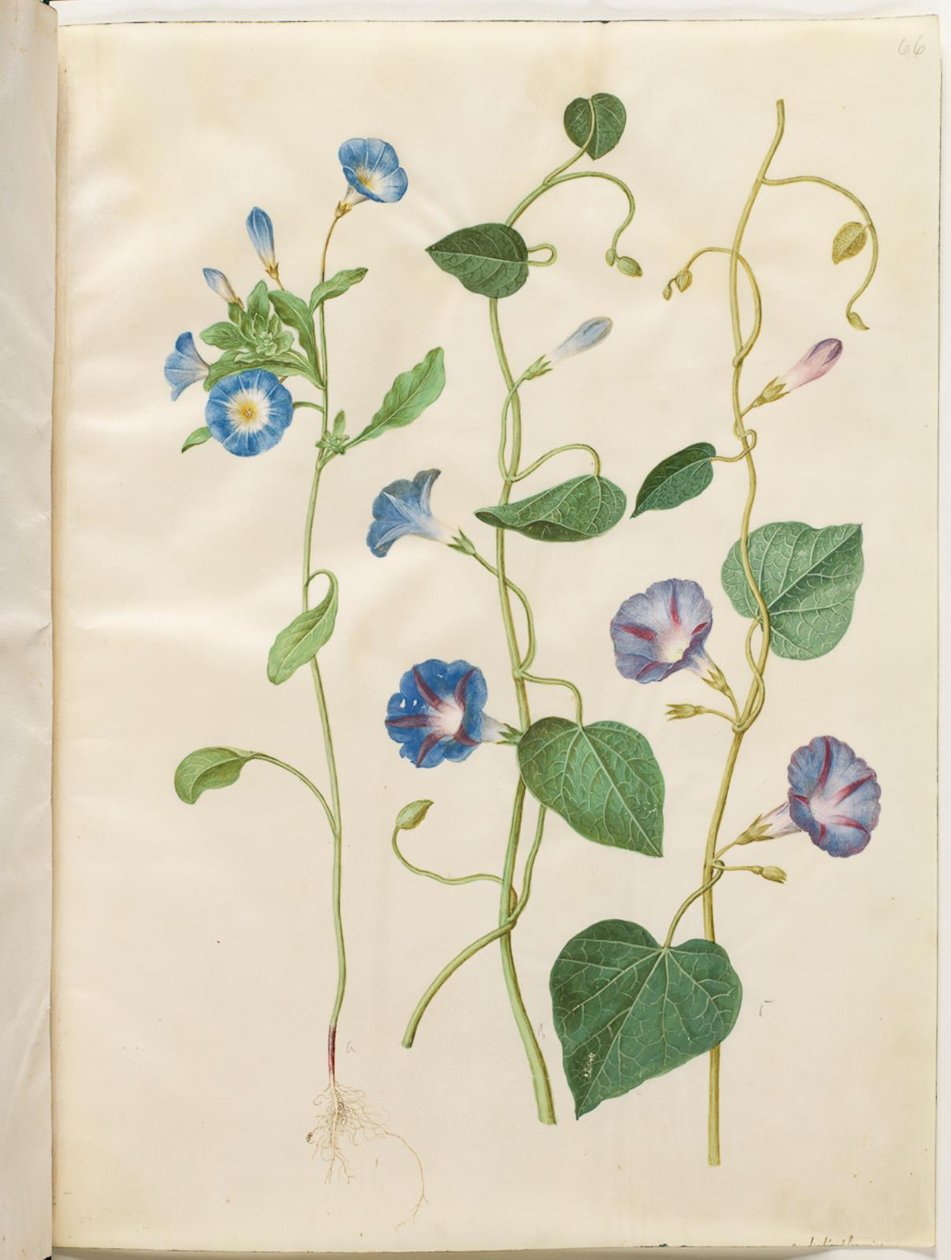 Convolvulus tricolor (jupe de la vierge); Ipomoea purpurea (gloire du matin pourpre) - Hans Simon Holtzbecker