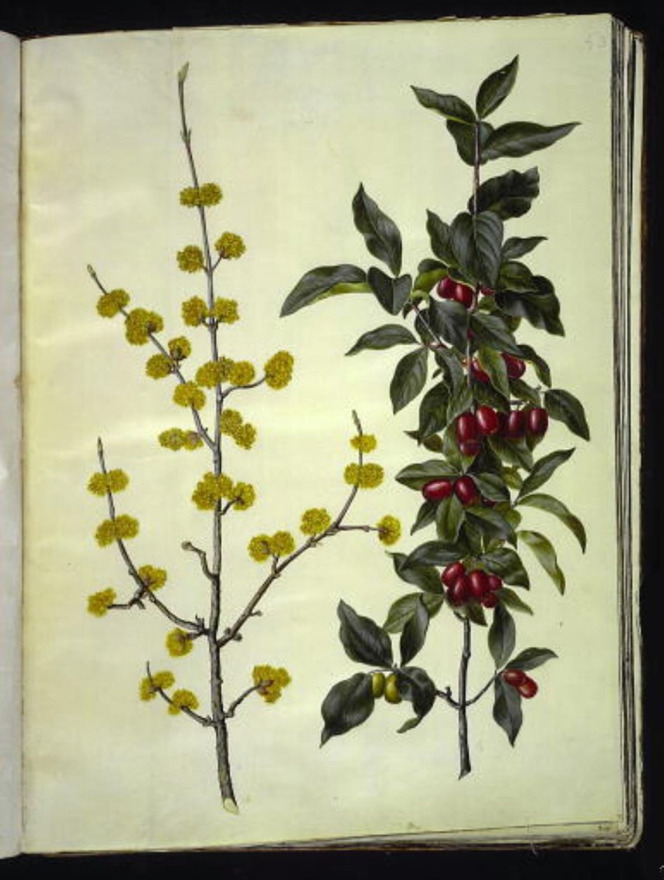 Cornus mas (cornouiller mâle) - Hans Simon Holtzbecker