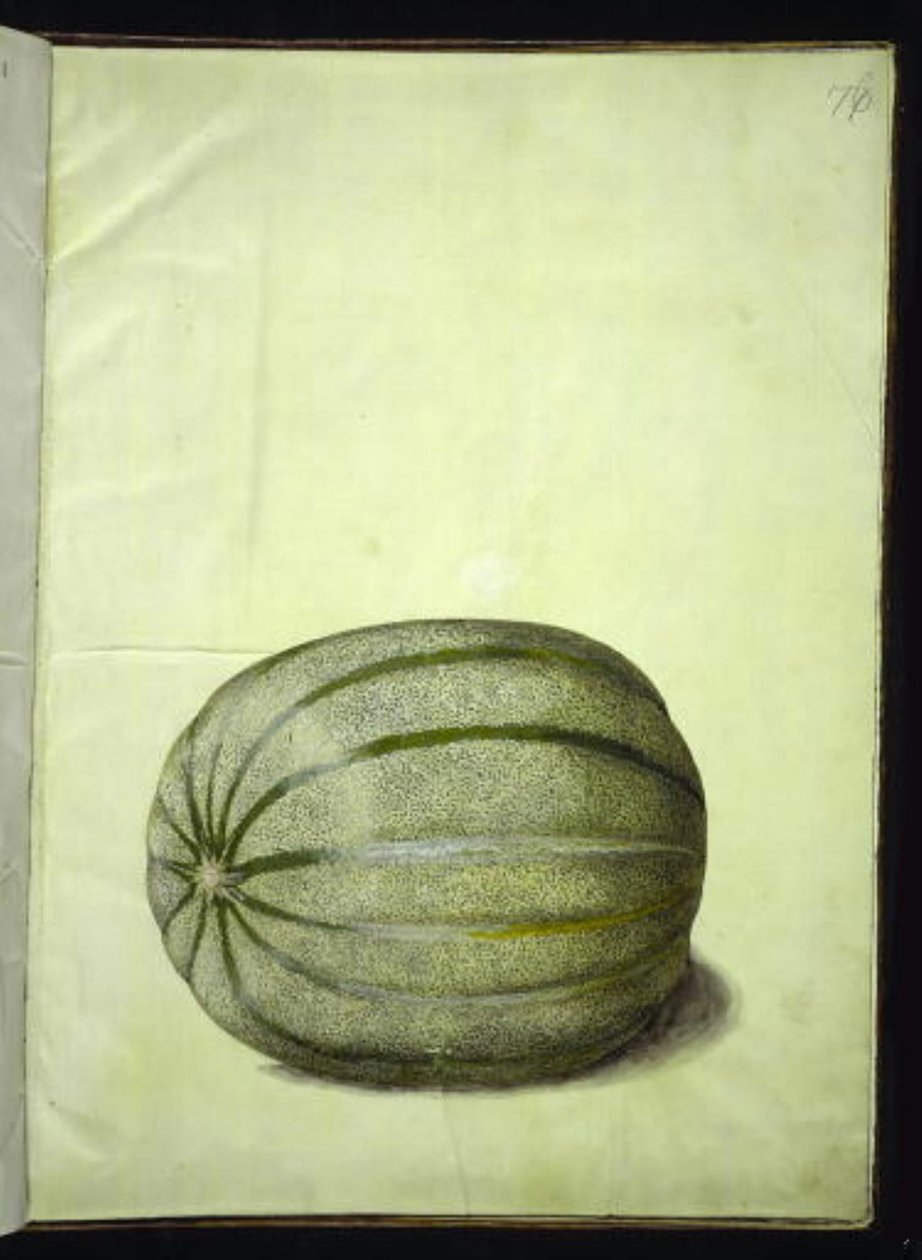 Cucumis melo (melon) - Hans Simon Holtzbecker