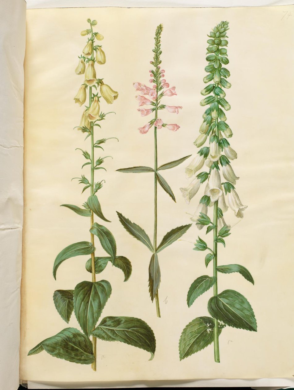 Digitalis grandiflora (digitale à grandes fleurs); Physostegia virginiana (fleur pivotante); Digitalis purpurea (digitale pourpre) - Hans Simon Holtzbecker