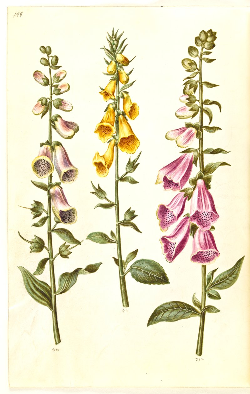 Digitalis purpurea (digitale pourpre); Digitalis grandiflora (digitale à grandes fleurs) - Hans Simon Holtzbecker