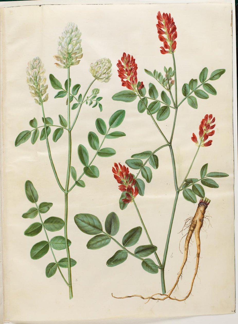 Hedysarum coronarium (trèfle rouge) - Hans Simon Holtzbecker