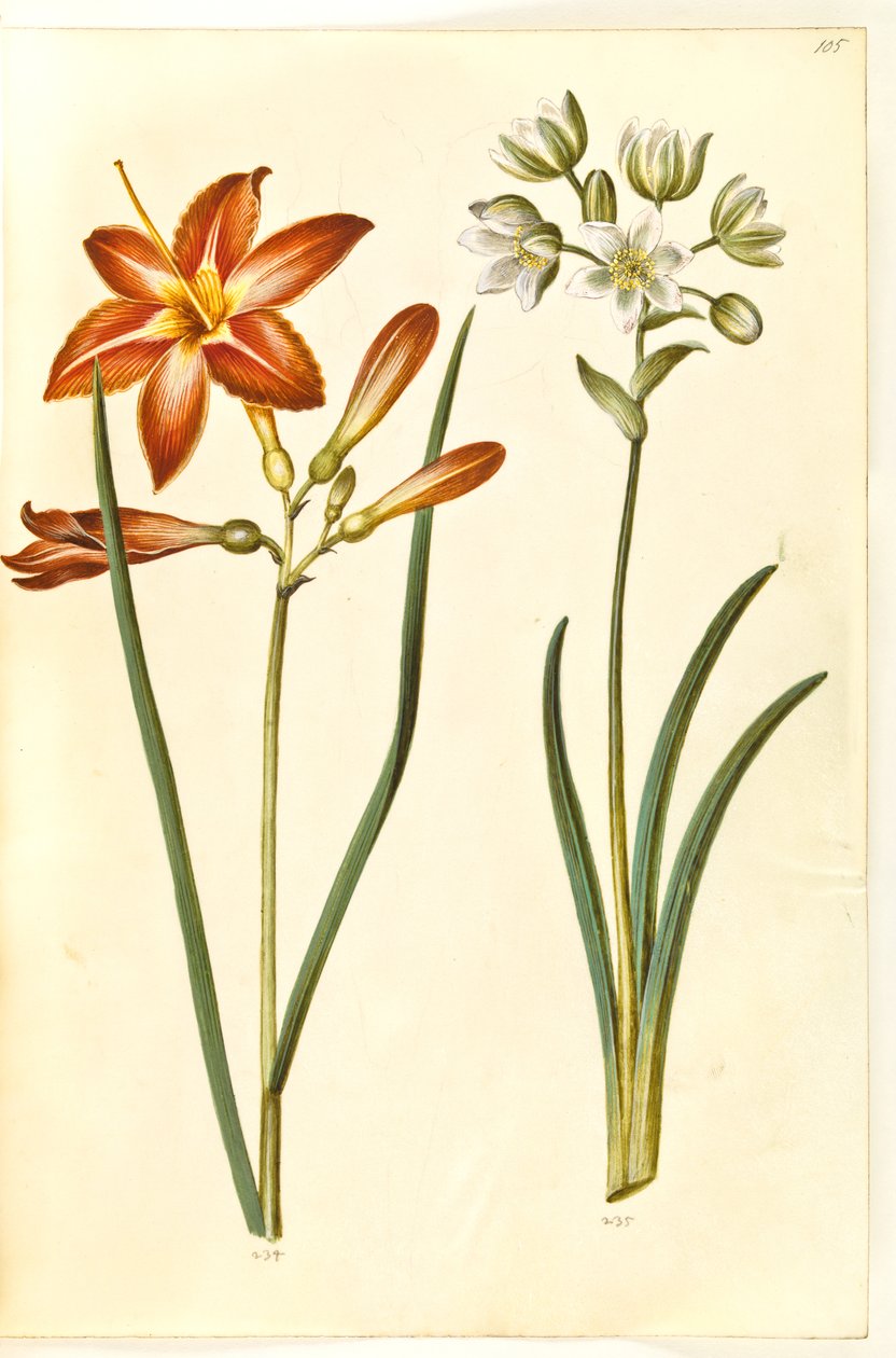 Hemerocallis fulva (lis d
