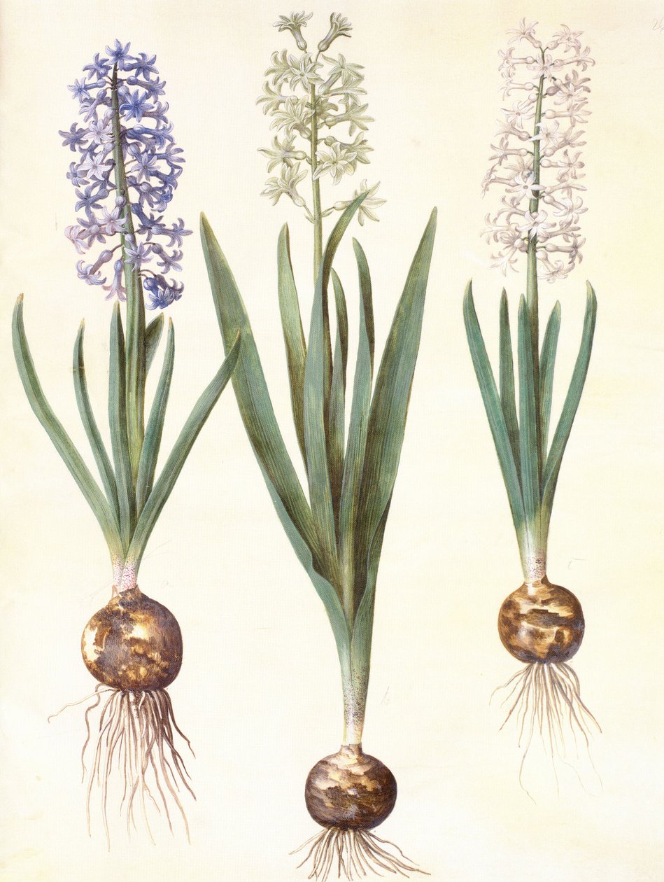 Hyacinthoides orientalis simp et pl - Hans Simon Holtzbecker