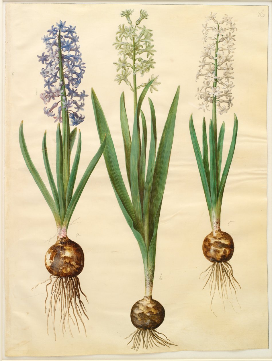 Hyacinthoides orientalis simp et pl - Hans Simon Holtzbecker