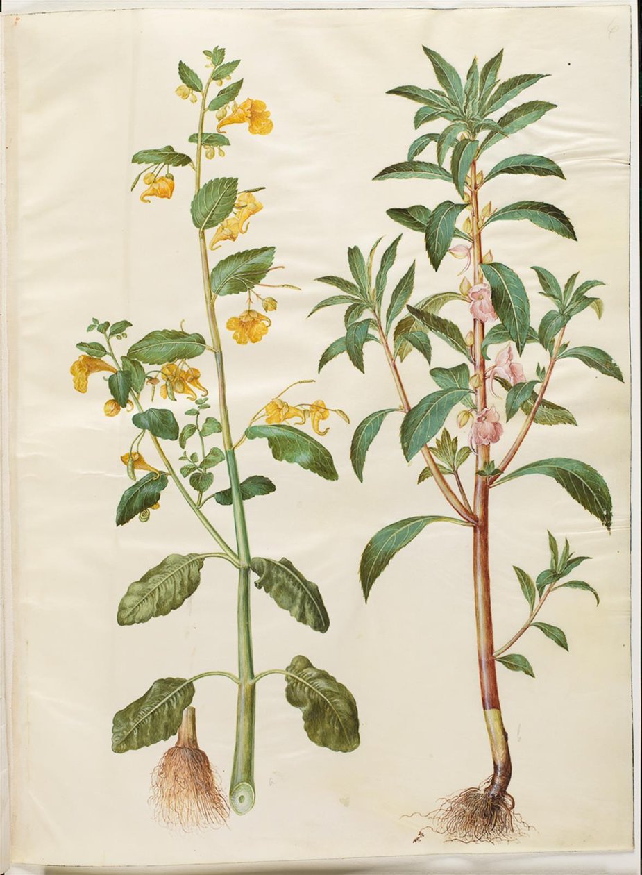 Impatiens noli-tangere (balsamine des bois); Impatiens balsamina (balsamine de jardin) - Hans Simon Holtzbecker