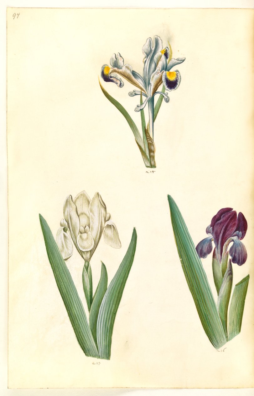 Iris persica (iris persan); Iris lutescens ou Iris pumila (?) (iris nain ou iris bas) - Hans Simon Holtzbecker