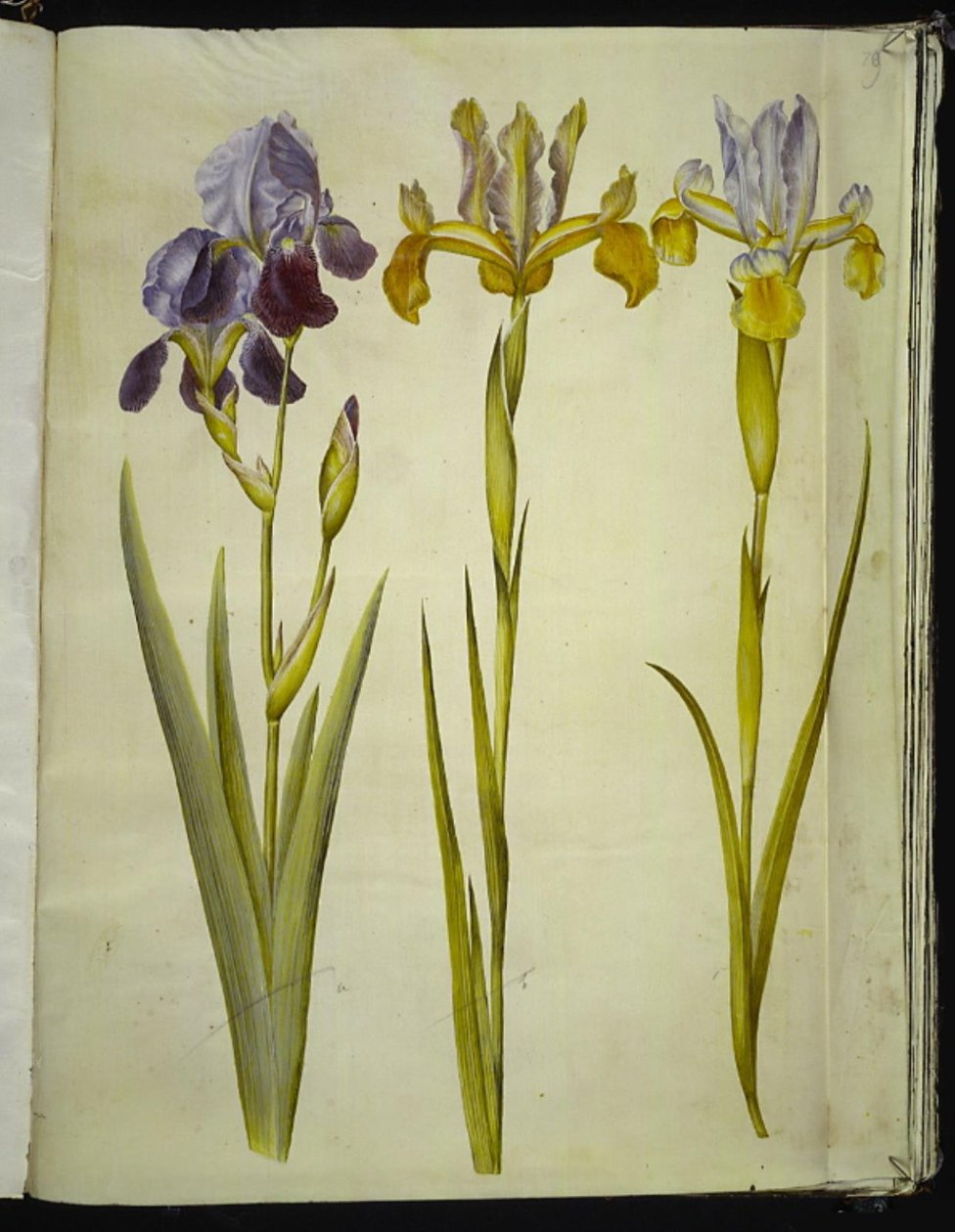 Iris ×sambucina (iris de sureau); Iris latifolia (iris anglais) - Hans Simon Holtzbecker