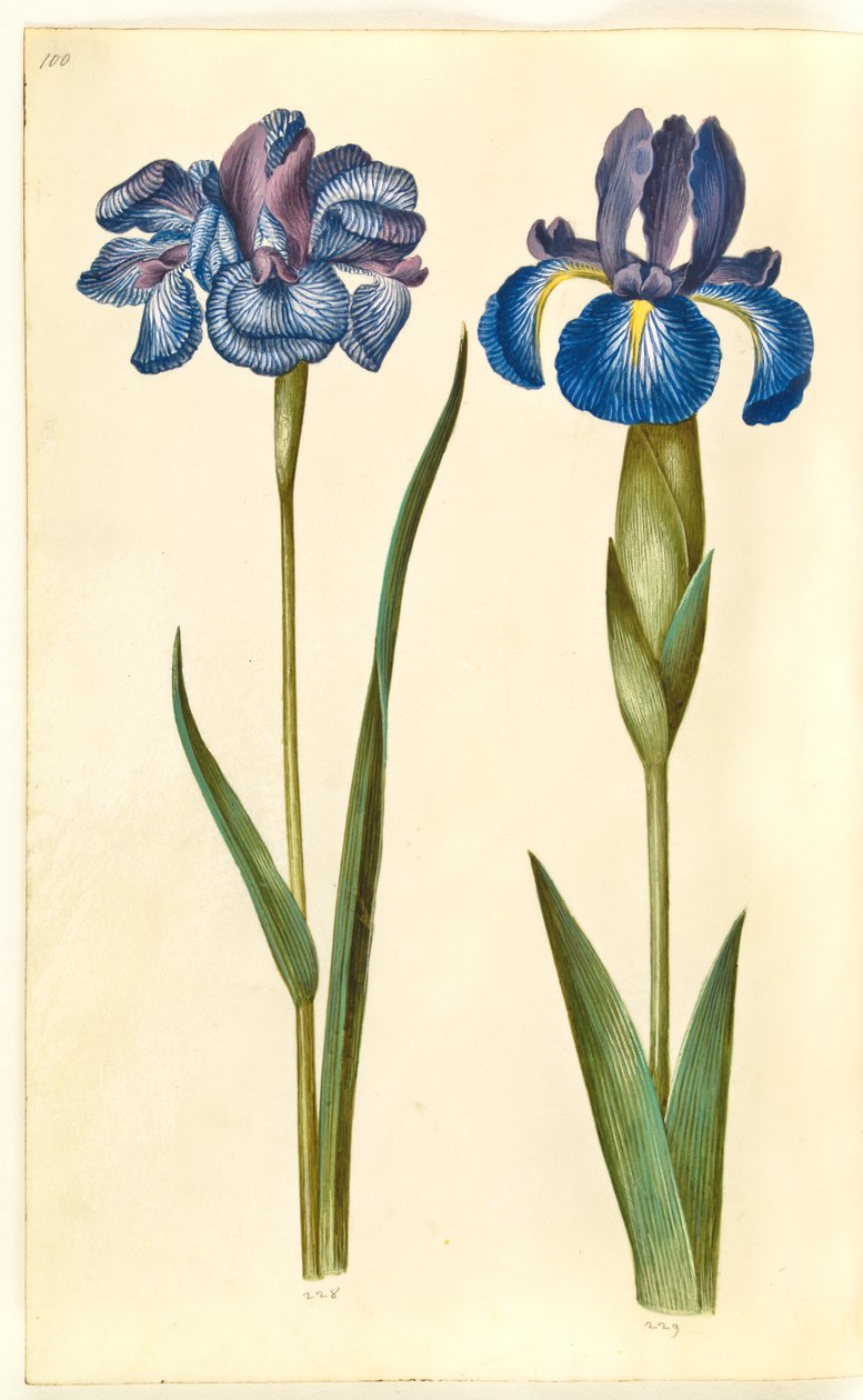 Iris sibirica (iris de Sibérie) ; Iris latifolia (iris anglais) - Hans Simon Holtzbecker