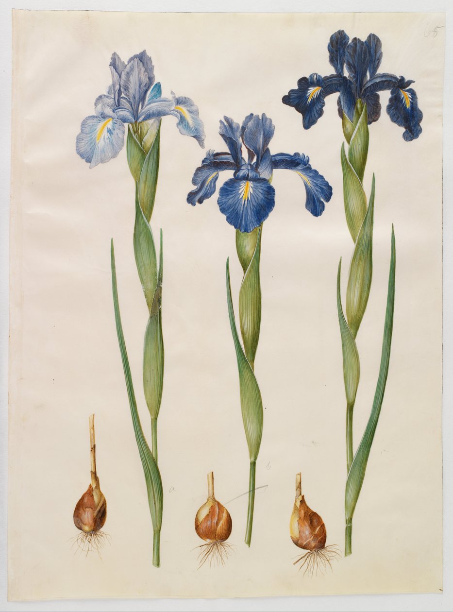 Iris xiphioides - Hans Simon Holtzbecker