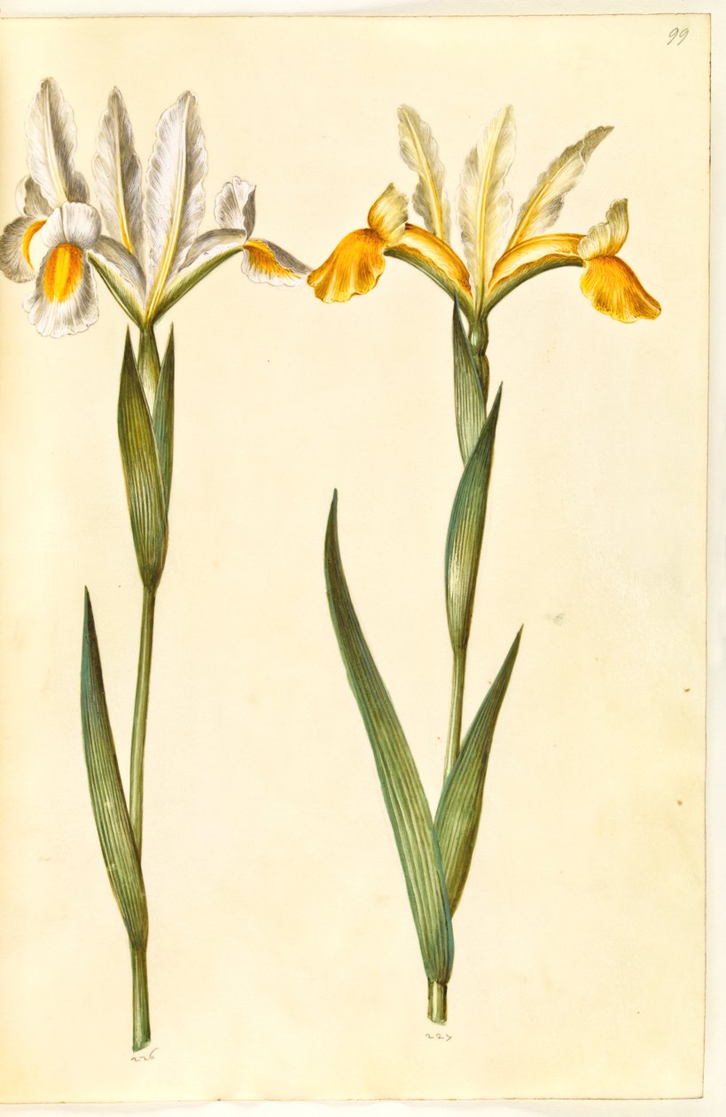 Iris xiphium, peut-être Iris latifolia (iris espagnol ou iris anglais) - Hans Simon Holtzbecker