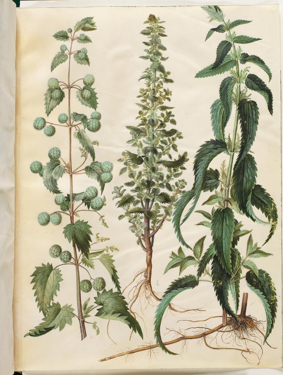 Urtica pilulifera; Urtica urens; Urtica dioica - Hans Simon Holtzbecker