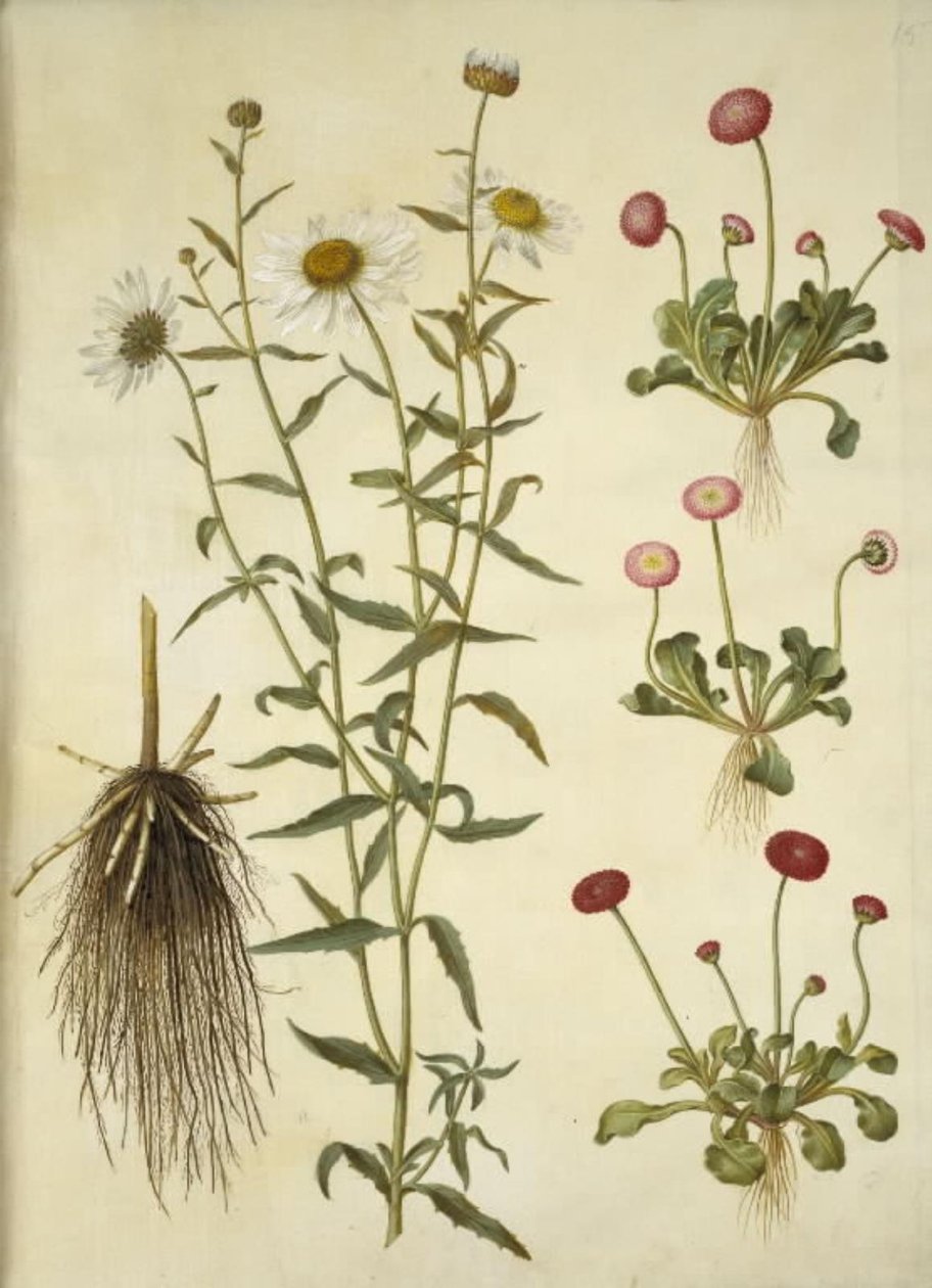 Leucanthemum vulgare (marguerite blanche); Bellis perennis (pâquerette commune) - Hans Simon Holtzbecker