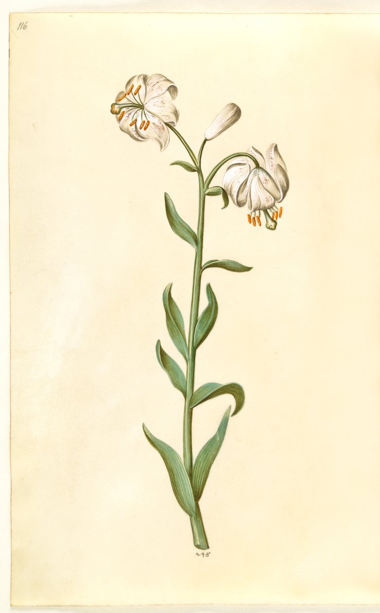 Lilium martagon - Hans Simon Holtzbecker